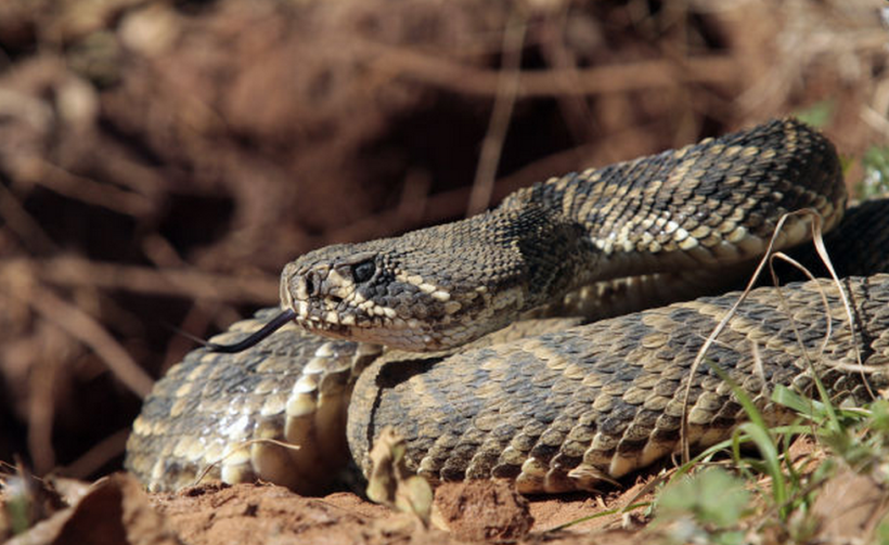 CU rattlesnake